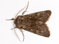 Deep-brown Dart